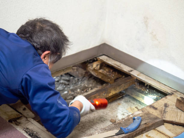 Best Mold Remediation for Specific Building Types in New Madison, OH