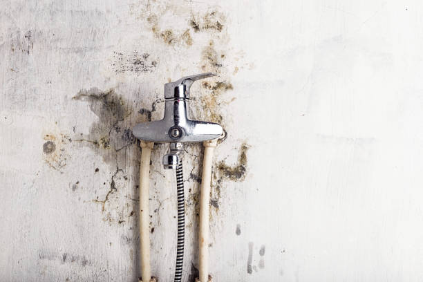 Best Black Mold Remediation in New Madison, OH