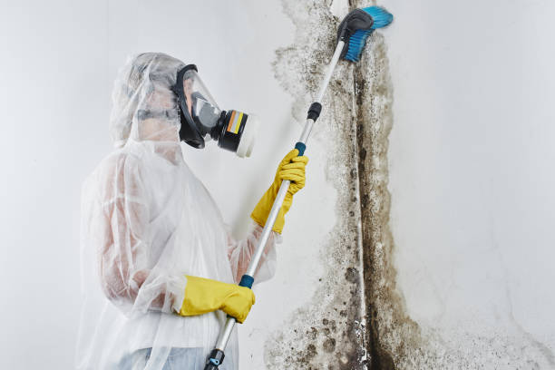Best Attic Mold Remediation in New Madison, OH