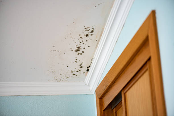 Best Kitchen Mold Remediation in New Madison, OH