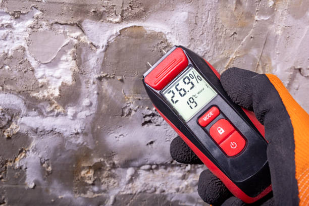 Best Black Mold Remediation in New Madison, OH