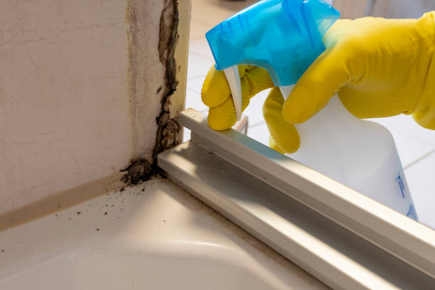 Best Commercial Mold Remediation in New Madison, OH