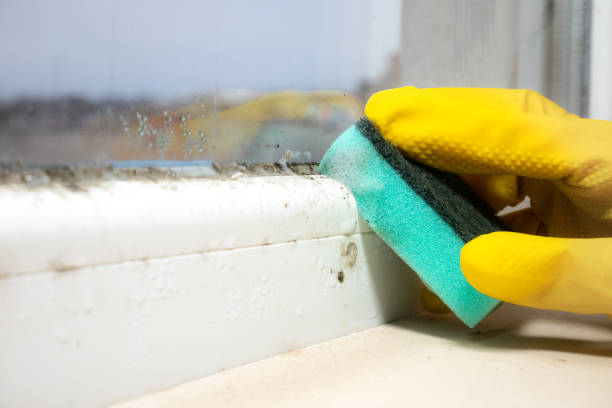 Best Crawl Space Mold Remediation in New Madison, OH