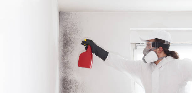 Best Residential Mold Remediation in New Madison, OH