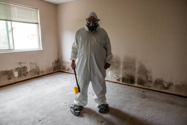 Reliable New Madison, OH Mold Remediation Solutions